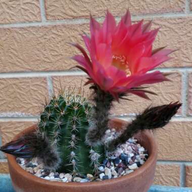 Angeline's garden