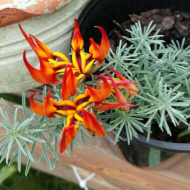 Angeline's garden