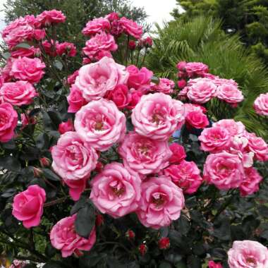 Angeline's garden