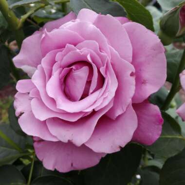 Angeline's garden