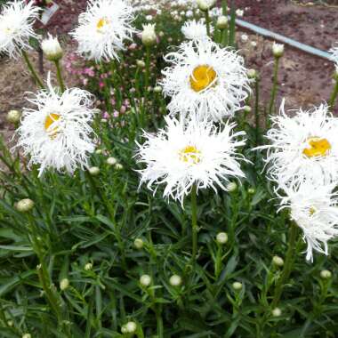 Angeline's garden