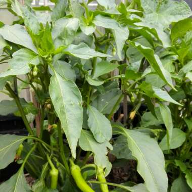 Angeline's garden