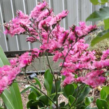 Sea Lavender