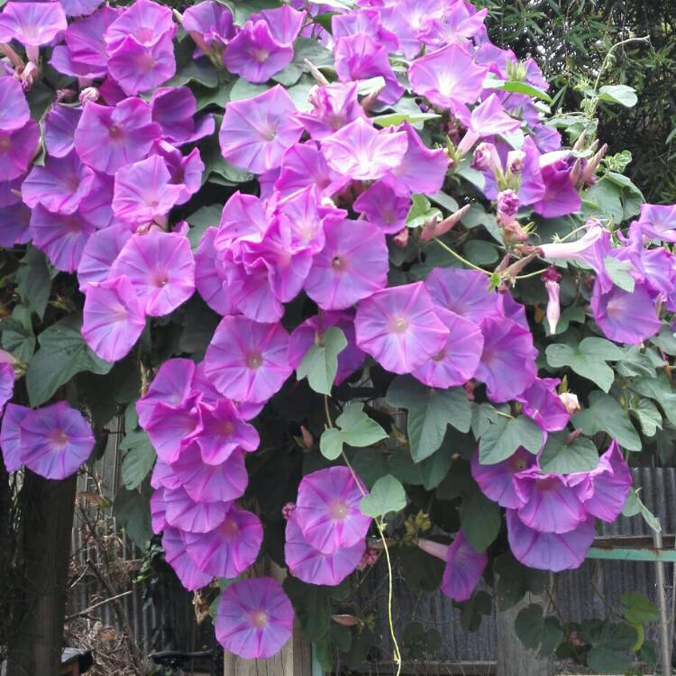 plant image 292220