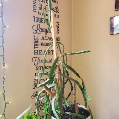 Dragon Fruit Cactus