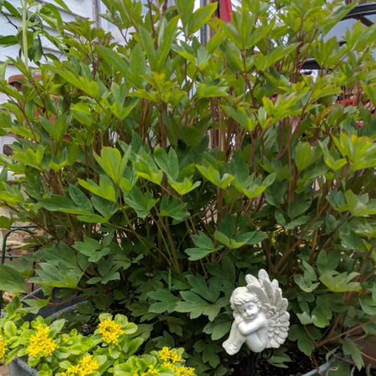 Plant image Dicentra formosa 'Bacchanal'