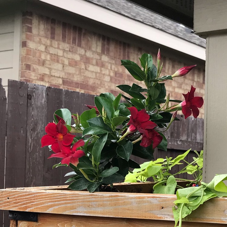 Plant image Mandevilla sanderi 'Firestorm'