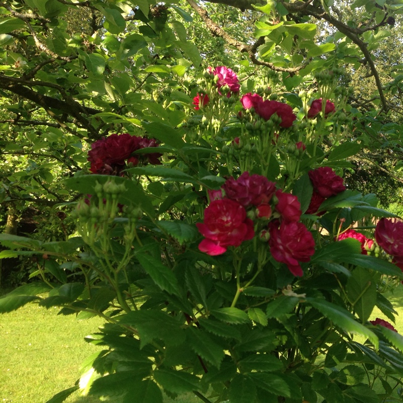 Angela's garden