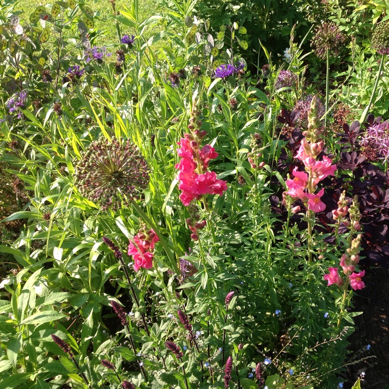 Angela's garden