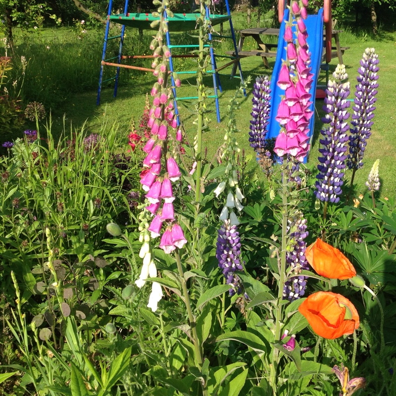 Angela's garden