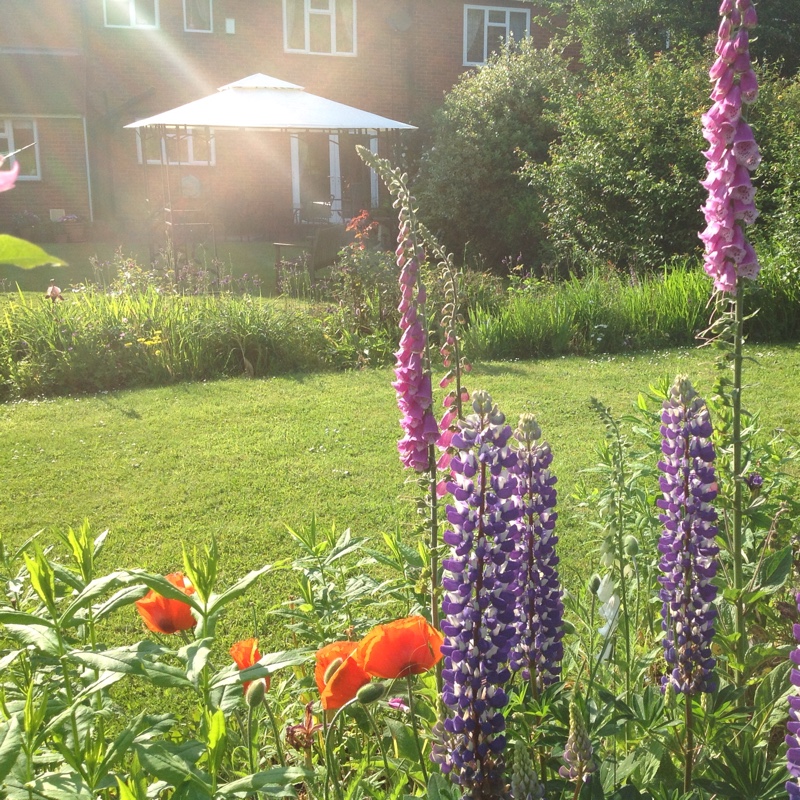 Angela's garden