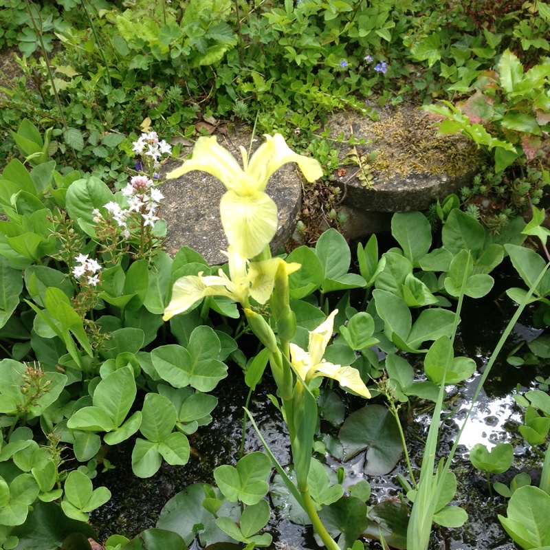 Angela's garden