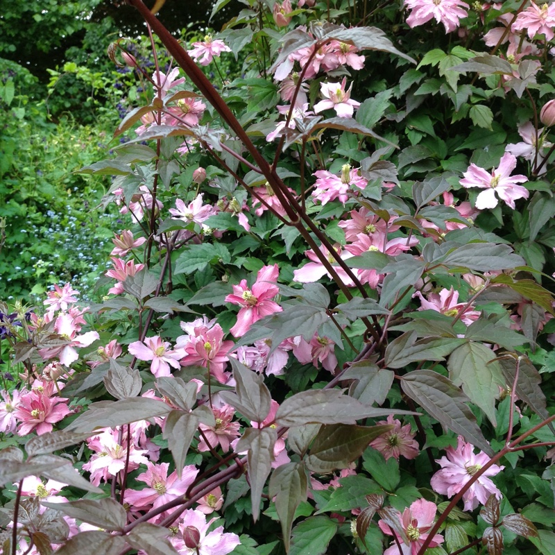 Angela's garden