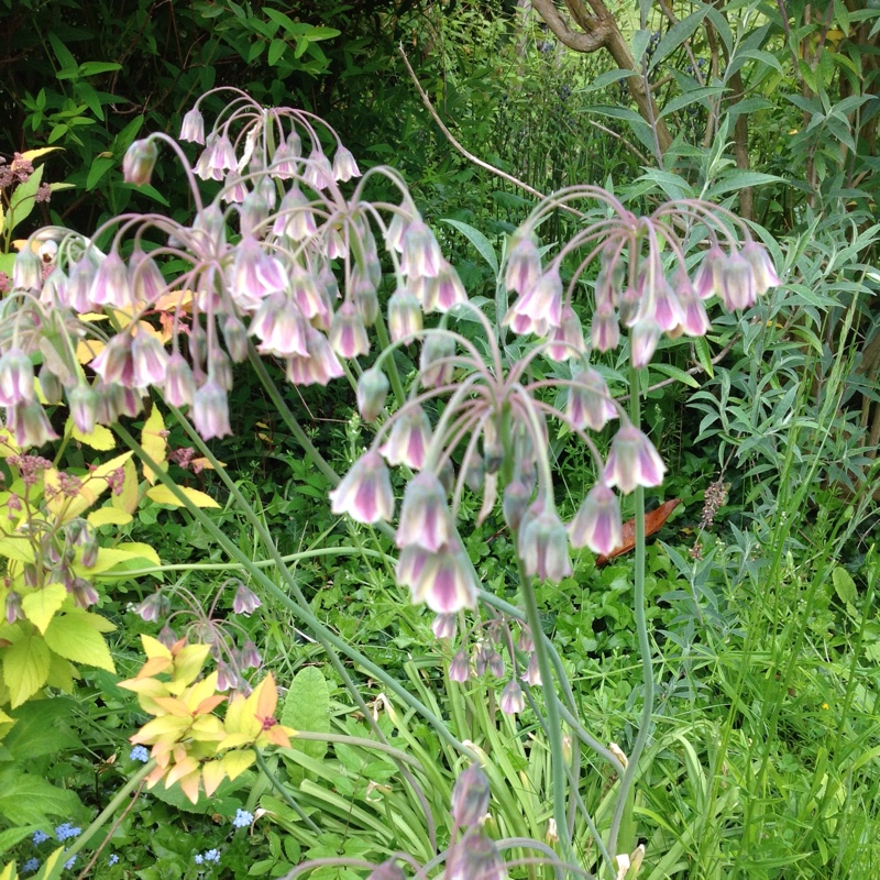 Angela's garden