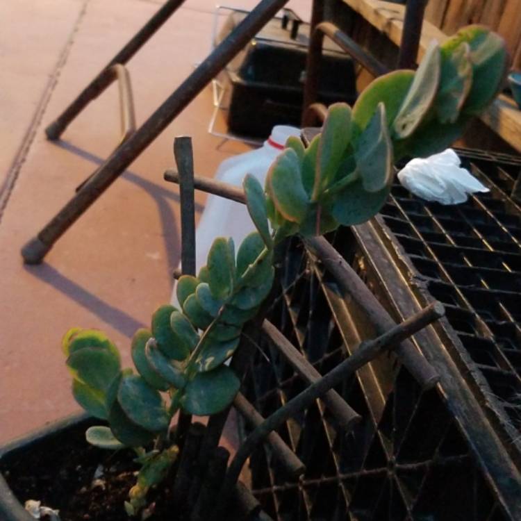 plant image 709264