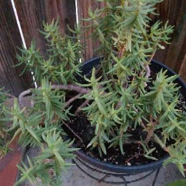 miniature pine tree