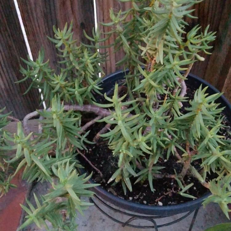 plant image 709266