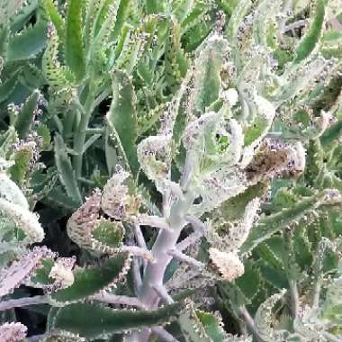 Kalanchoe daigremontiana syn. Bryophyllum daigremontianum