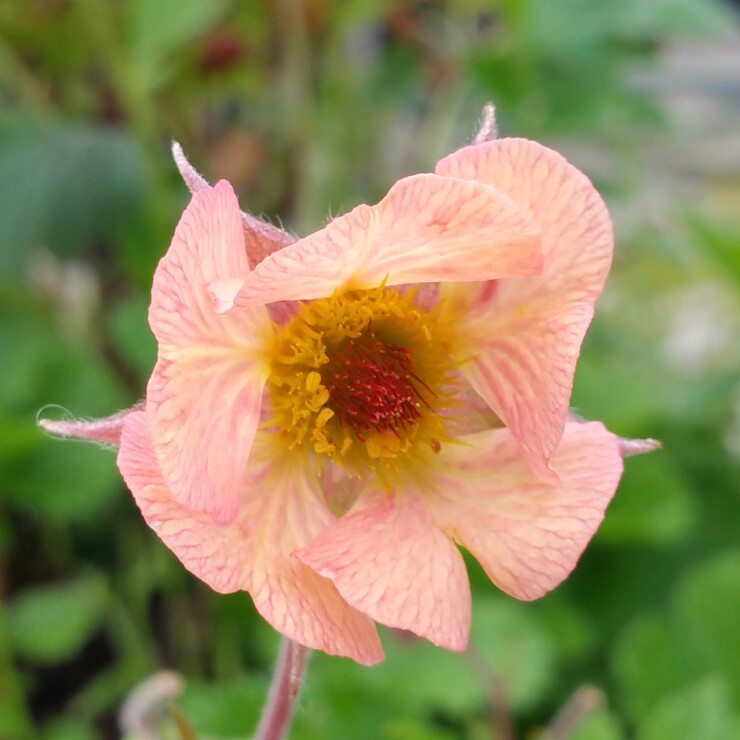 Plant image Geum 'Mai Tai'