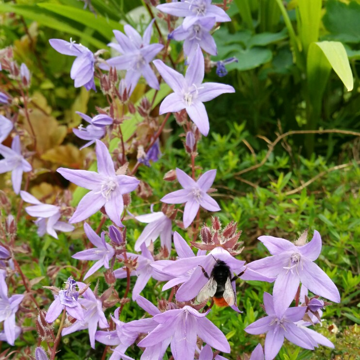 Plant image Campanula portenschlagiana 'Blue Sky'