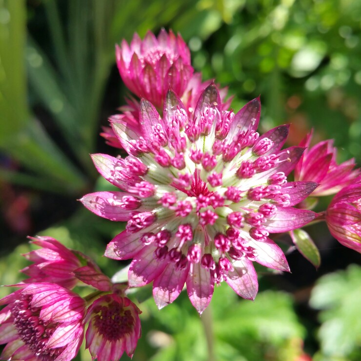 plant image 151726