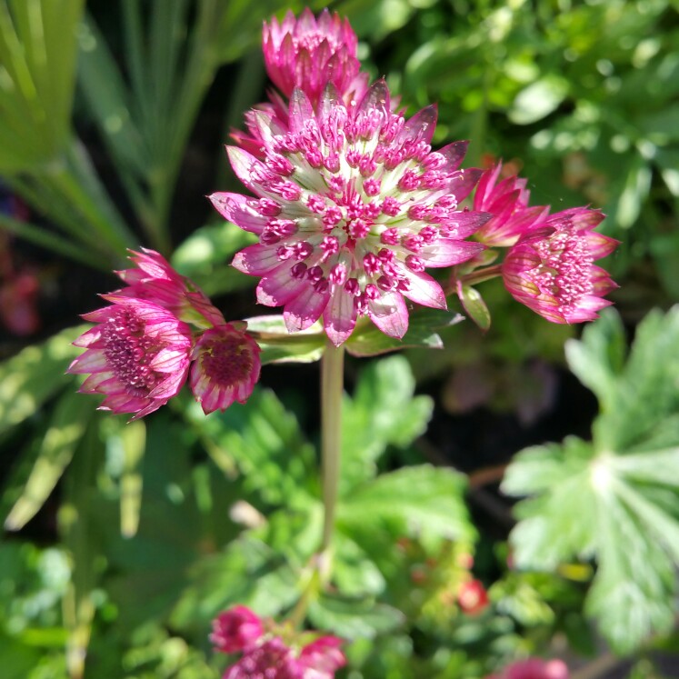 plant image 151727
