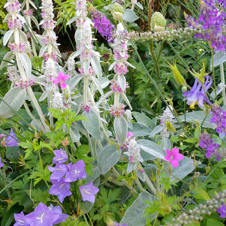 Angela's garden