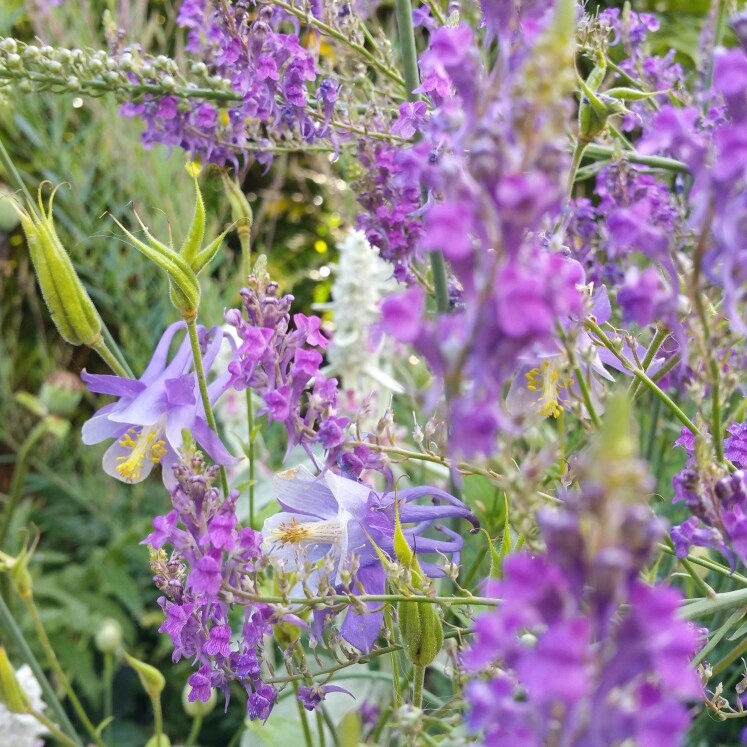 Angela's garden