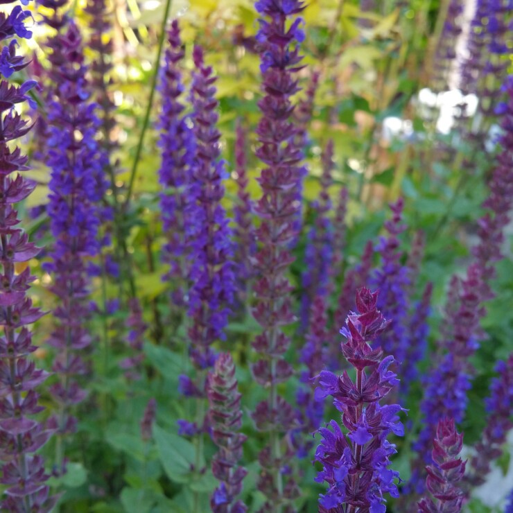 Balkan Clary Sage 'Caradonna'