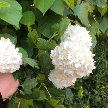 Hydrangea