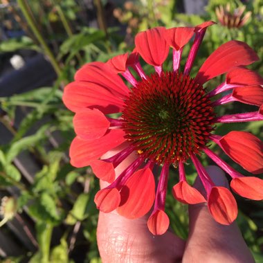 Angela's garden