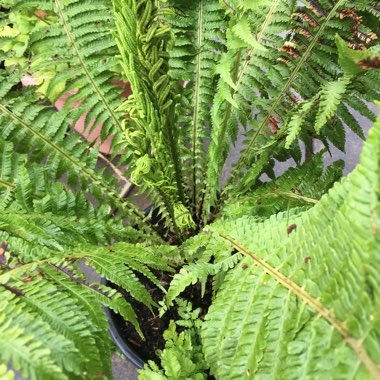 Ostrich fern