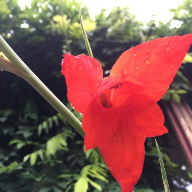 Angela's garden