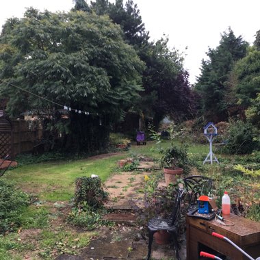Angela's garden