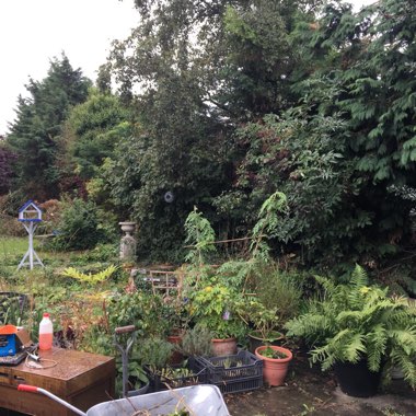 Angela's garden