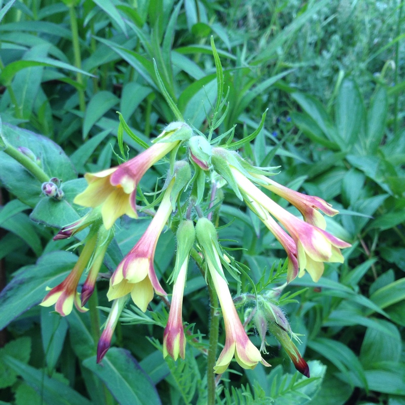 Plant image Polemonium pauciflorum