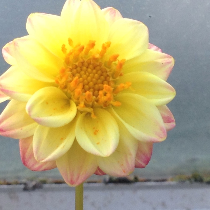 Plant image Dahlia 'Yellow Bird'