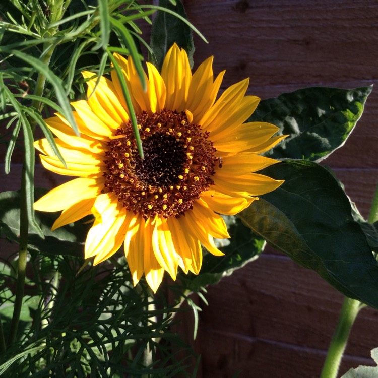 plant image 462742