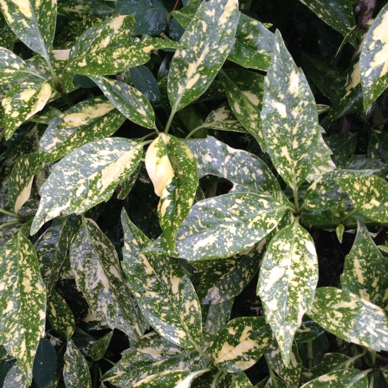 Plant image Aucuba japonica Variegata