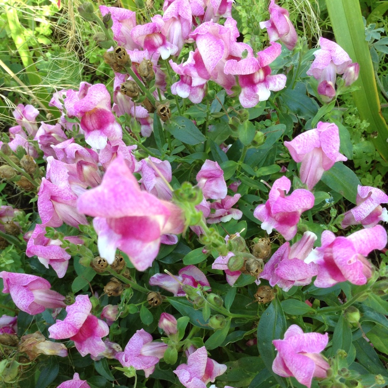 Plant image Antirrhinum majus 'Peaches And Cream'