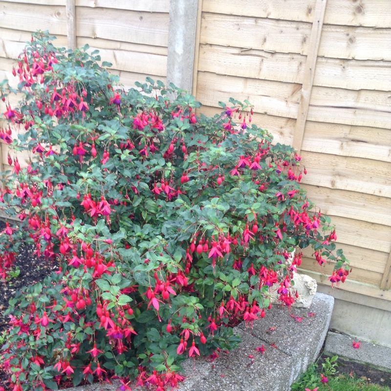 Plant image Fuchsia triphylla 'Thalia'