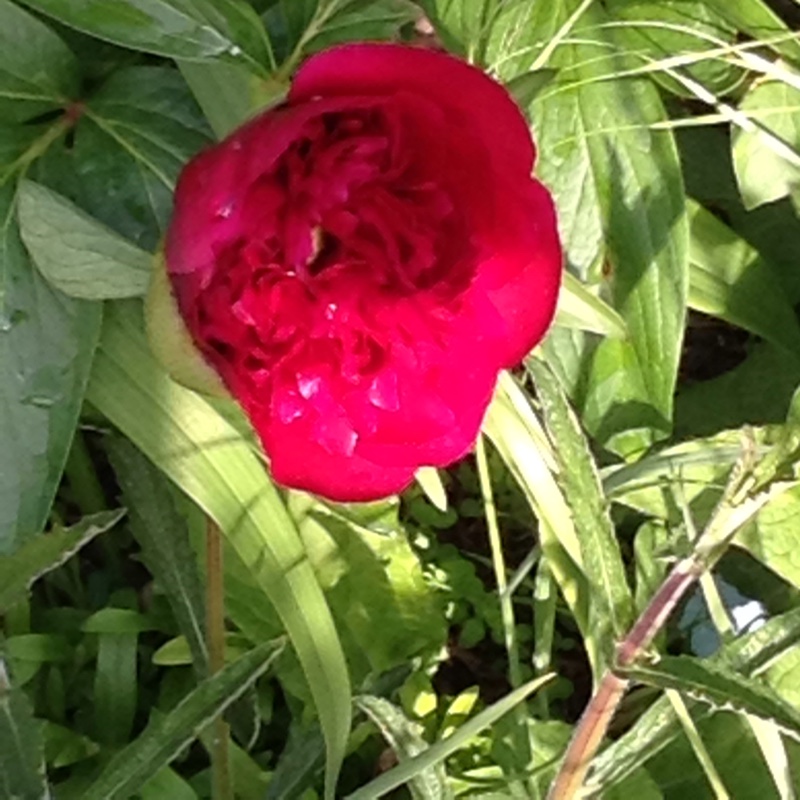 Plant image Paeonia delavayi