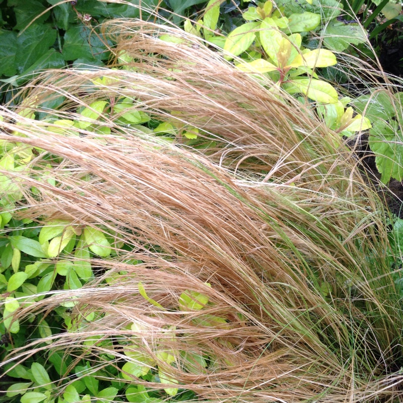 Plant image Nassella tenuissima syn. Stipa tenuissima