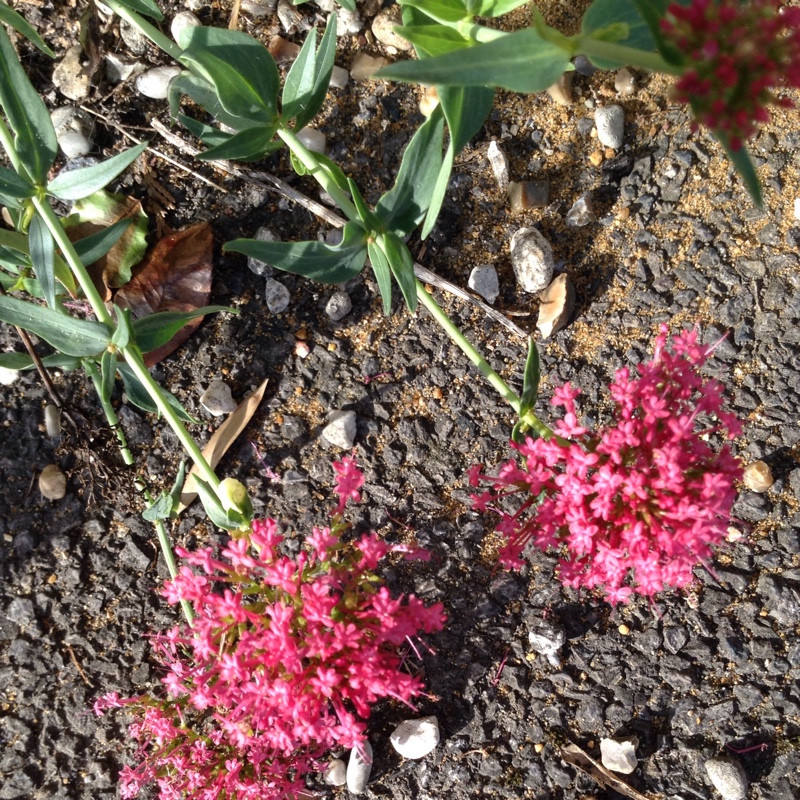 Plant image Valeriana officinalis