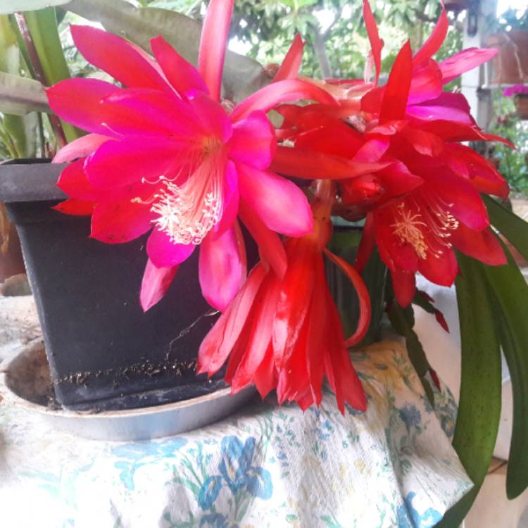 Plant image Disocactus phyllanthoides syn. cactus phyllanthoides,nopalxochia phyllanthoides