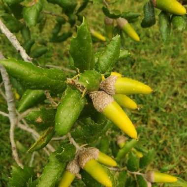 Quercus agrifolia