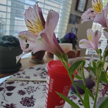 Angelic's garden