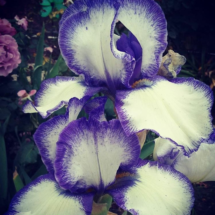 Plant image Iris x germanica 'Rare Treat'