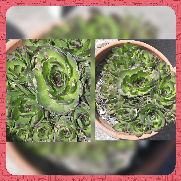 Plant image Jovibarba arenaria