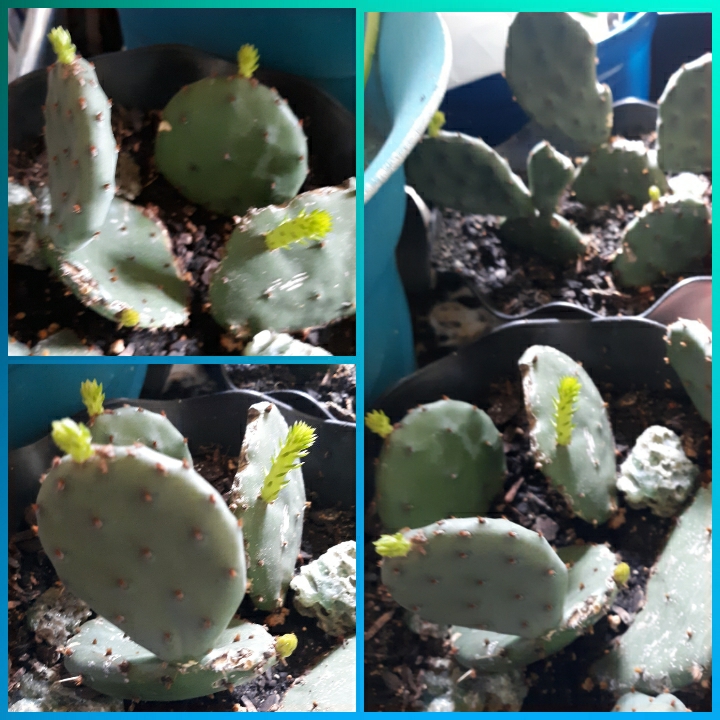 Plant image Opuntia